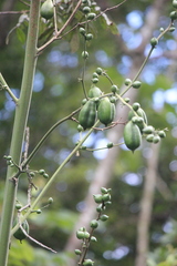 Furcraea