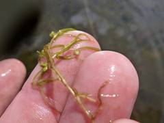 Potamogeton spirillus