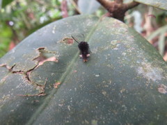 Halysidota orientalis