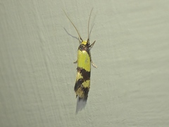 Opogona comptella