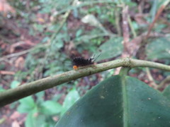 Halysidota orientalis