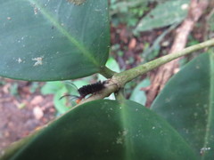 Halysidota orientalis
