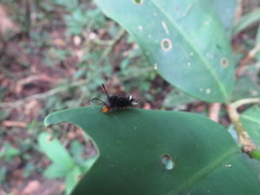 Halysidota orientalis