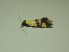 Opogona comptella