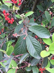 Cotoneaster
