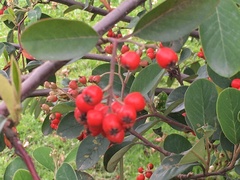 Cotoneaster