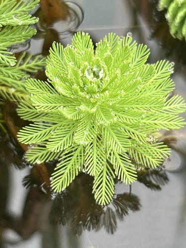 Myriophyllum aquaticum