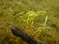 Potamogeton spirillus