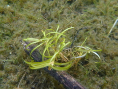 Potamogeton spirillus