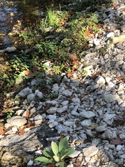 Micrurus tener tener