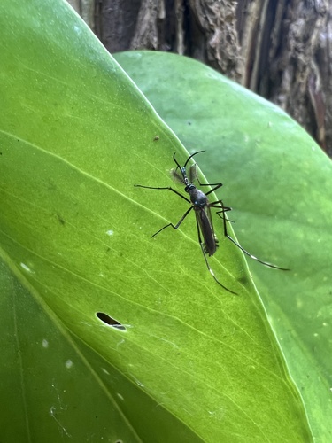 Toxorhynchites brevipalpis observed 2025-07-24