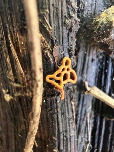 Hemitrichia serpula, 2025-07-24