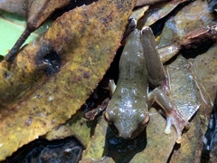 Ranoidea barringtonensis