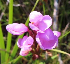 Disa pillansii
