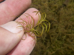 Potamogeton spirillus