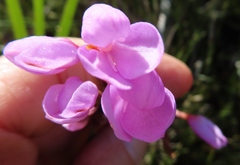 Disa pillansii