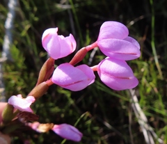 Disa pillansii