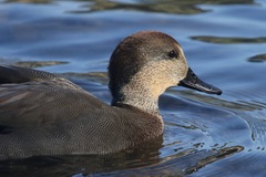 Anas platyrhynchos × Mareca strepera