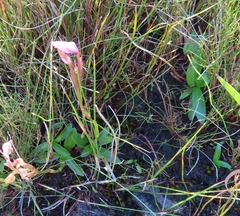 Disa pillansii