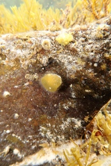 Codium spongiosum