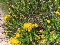 Aspalathus excelsa