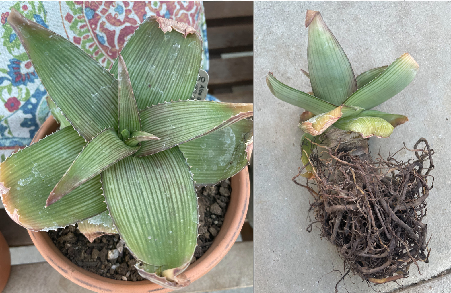 Aloe ikiorum