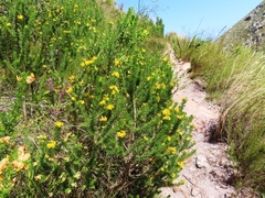 Aspalathus excelsa