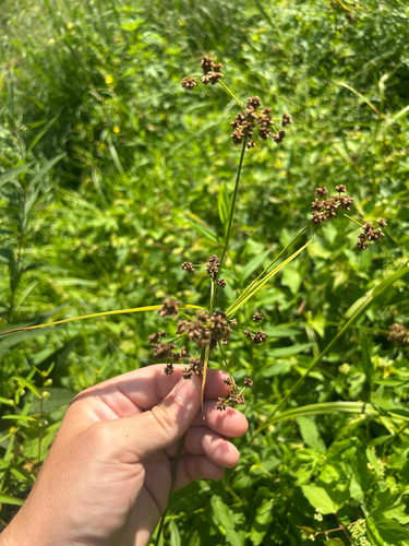 Scirpus georgianus iNat (3)
