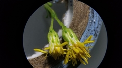 Solidago arguta arguta