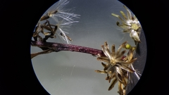 Solidago arguta arguta