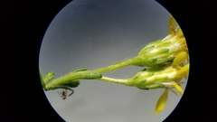 Solidago arguta arguta