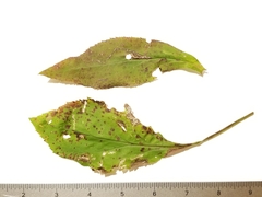 Solidago arguta arguta