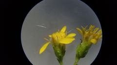 Solidago arguta arguta
