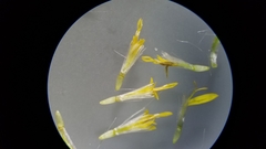 Solidago arguta arguta