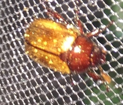 Anomala flavipennis
