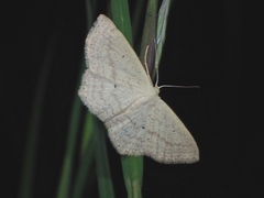 Scopula perlata