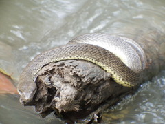 Cerberus schneiderii