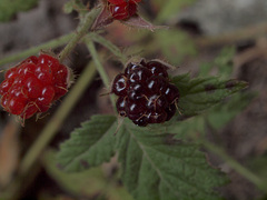 Rubus ursinus macropetalus