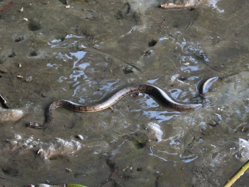 Photo of a Southeast Asian Bockadam (Cerberus schneiderii)