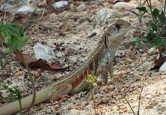 Leiolepis belliana