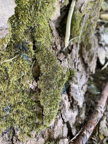 Pseudoamblystegium subtile observed 2025-07-24