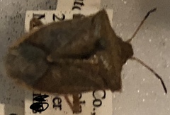 Euschistus