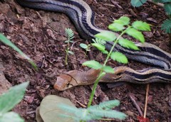 Coelognathus radiatus