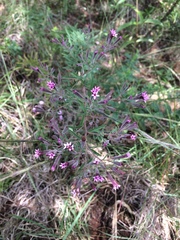 Stevia viscida
