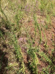 Stevia viscida