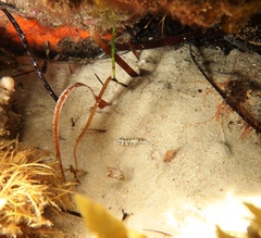 Hypselodoris saintvincentius