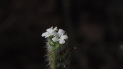 Cryptantha muricata