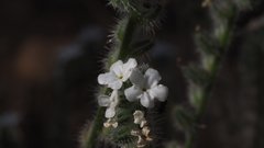 Cryptantha muricata