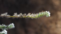 Cryptantha muricata