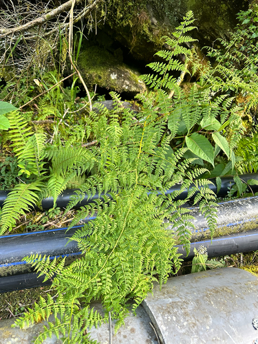Athyrium atkinsonii observed 2025-07-23